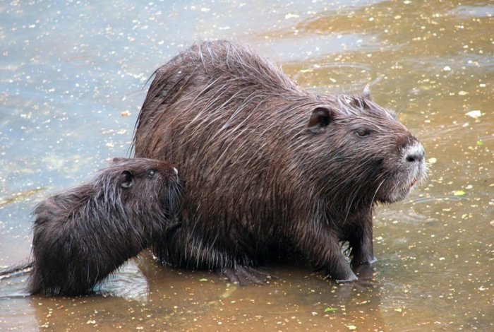 Нутрия с подросшим потомством