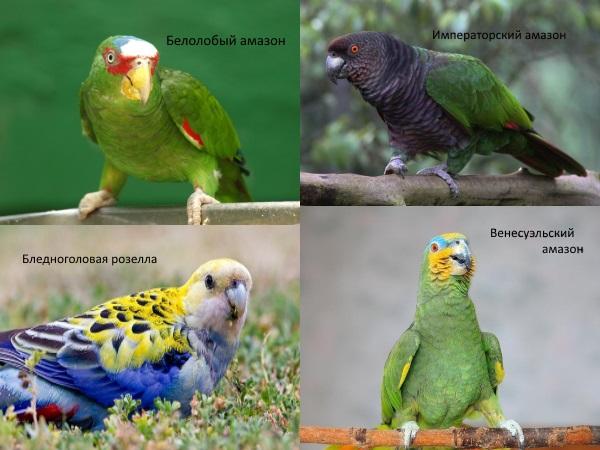 попугай амазон фото