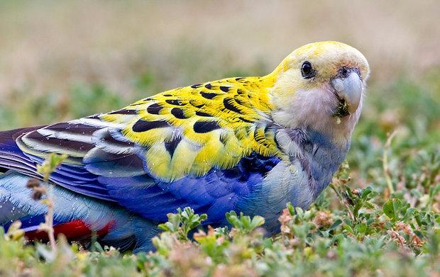 Бледноголовая розелла