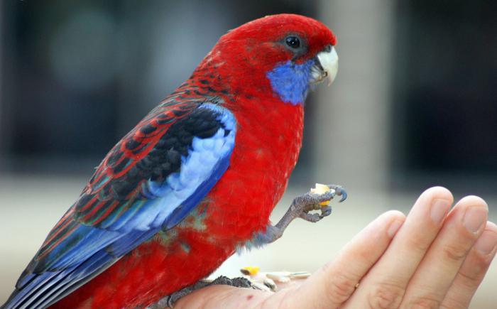 Красная розелла