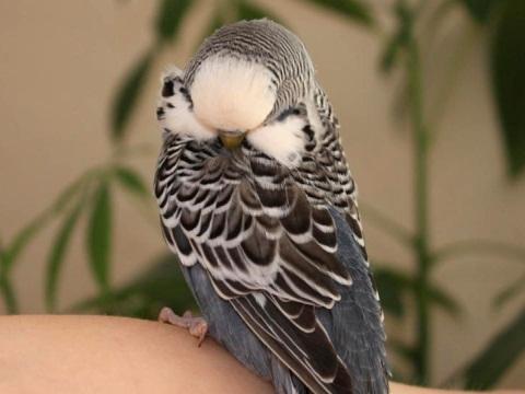 черный волнистый попугай