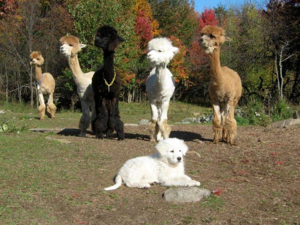 Забавное фото щенка итальянской мареммо-абруццкой овчарки и лам Щенок маремм и ламы