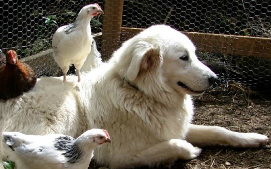 Итальянская мареммо-абруццкая овчарка и куры Итальянская мареммо-абруццкая овчарка и куры
