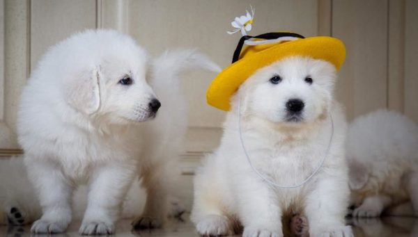 Смешные щенки итальянской мареммо-абруццкой овчарки Смешные щенки итальянской мареммо-абруццкой овчарки