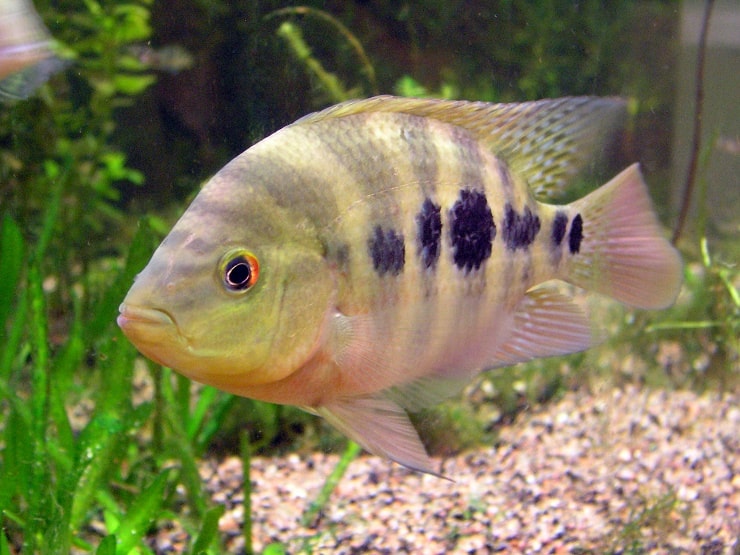 амфилопус амарило