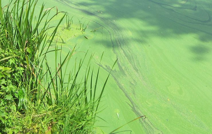 сине-зеленые водоросли