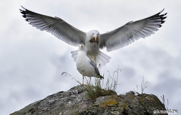 Чайка-птица-Описание-особенности-виды-и-среда-обитания-птицы-чайки-22