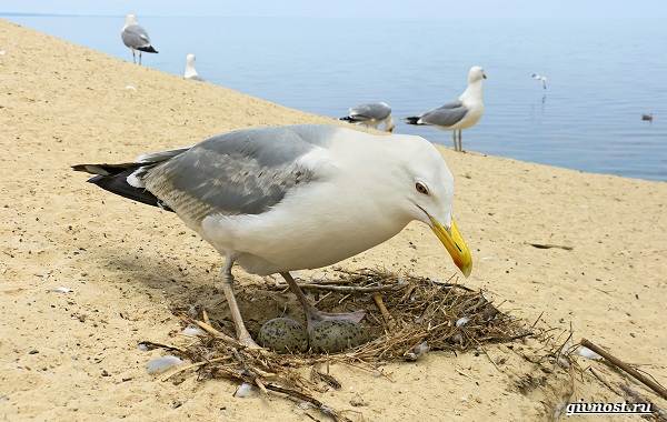 Чайка-птица-Описание-особенности-виды-и-среда-обитания-птицы-чайки-25