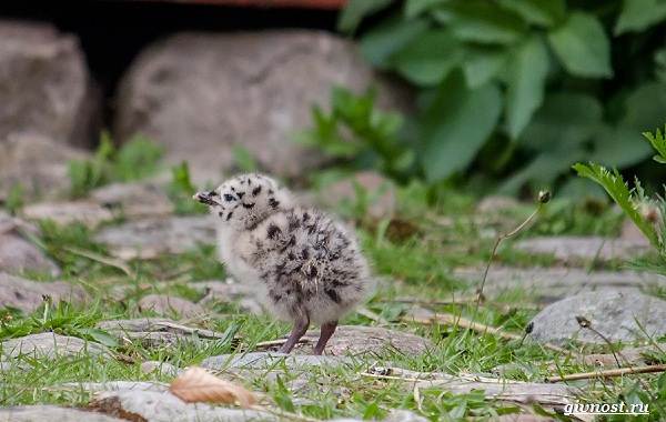 Чайка-птица-Описание-особенности-виды-и-среда-обитания-птицы-чайки-26