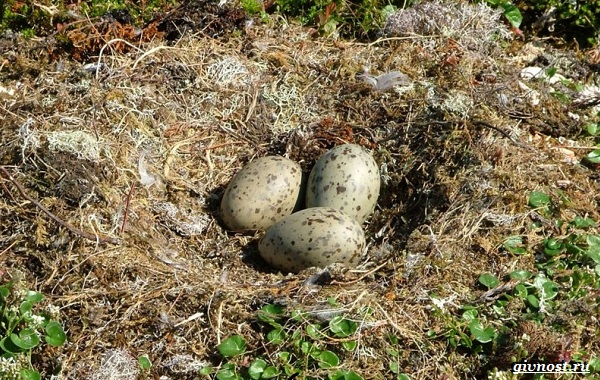Чайка-птица-Описание-особенности-виды-и-среда-обитания-птицы-чайки-30