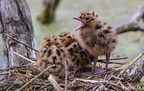 Чайка-птица-Описание-особенности-виды-и-среда-обитания-птицы-чайки-31