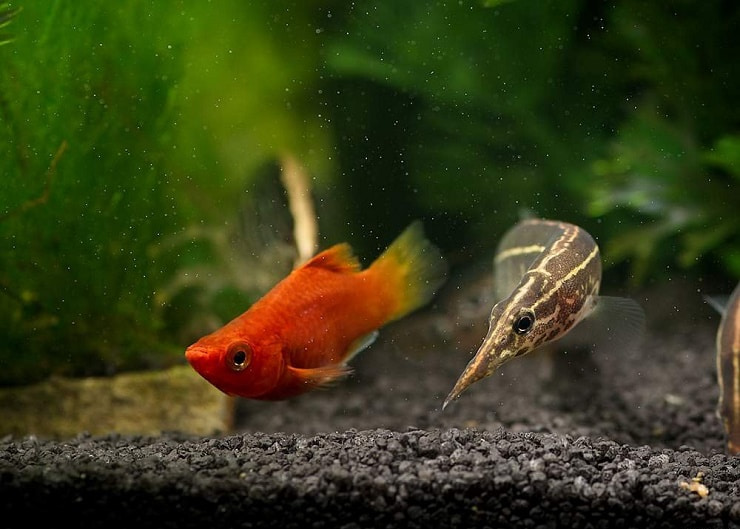 макрогнатус колючий