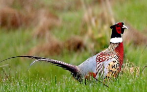 Породы фазанов для откорма Породы и разновидности фазанов