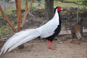 Породы фазанов для домашнего разведения Породы и разновидности фазанов