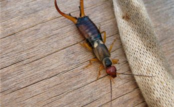 Двухвостка