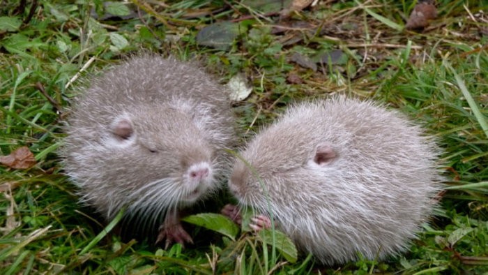 Разведение нутрий