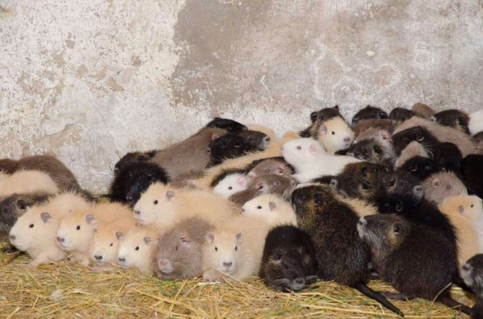 Ремонтный молодняк