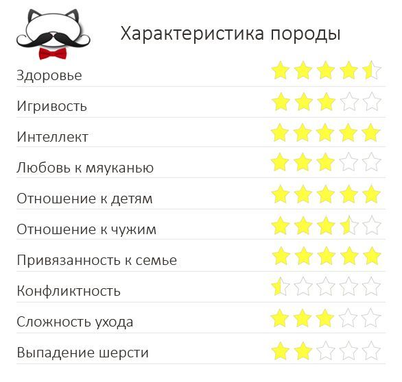 Характеристика породы шиншилла