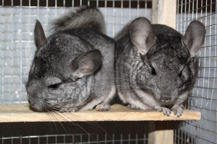 Брачный период Спаривание