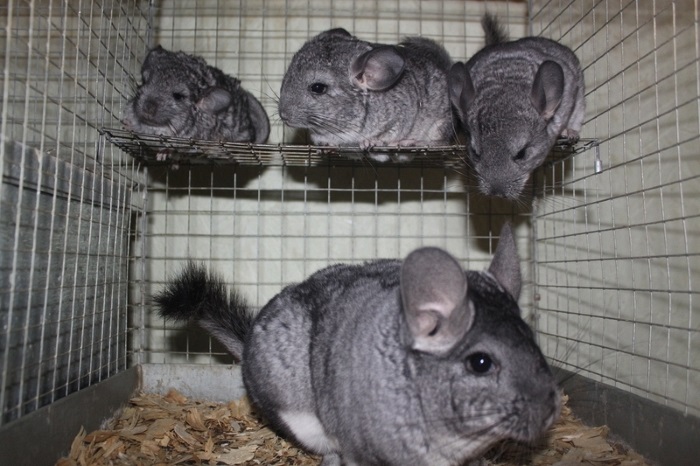 Разведение для бизнеса Половая зрелость