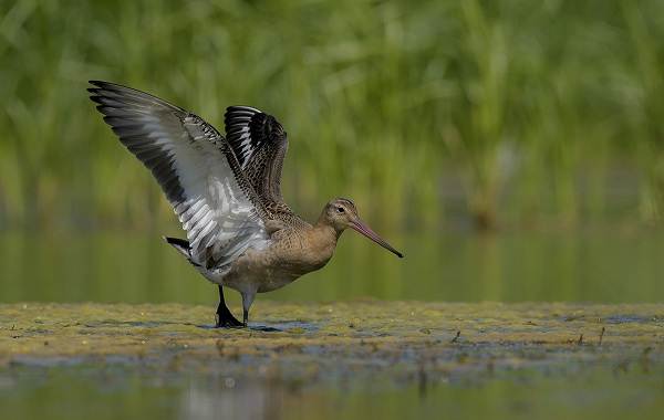 Перелётные-птицы-Описания-виды-и-названия-перелётных-птиц-11