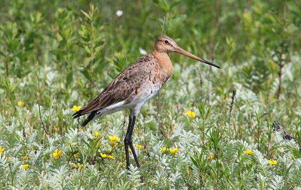 Перелётные-птицы-Описания-виды-и-названия-перелётных-птиц-12