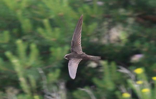 Перелётные-птицы-Описания-виды-и-названия-перелётных-птиц-32