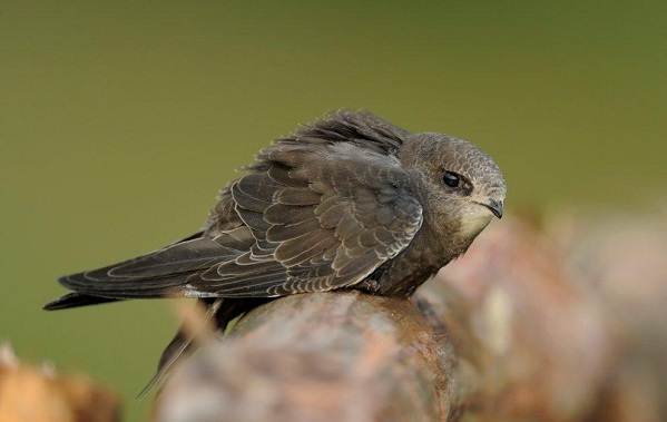 Перелётные-птицы-Описания-виды-и-названия-перелётных-птиц-33