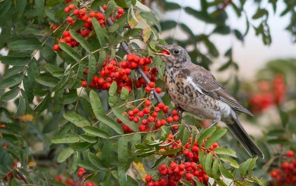 Перелётные-птицы-Описания-виды-и-названия-перелётных-птиц-45