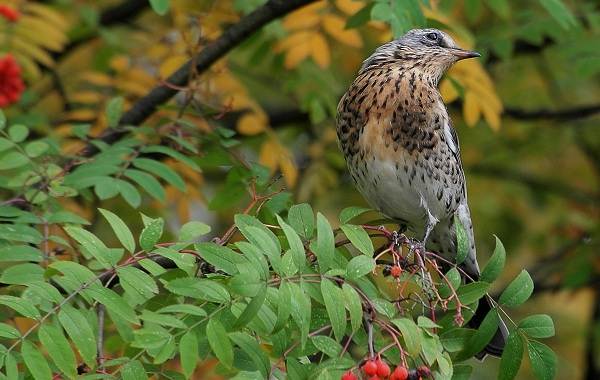 Перелётные-птицы-Описания-виды-и-названия-перелётных-птиц-46
