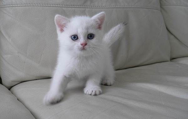 Серебристая-шиншилла-кошка-Описание-особенности-уход-и-содержание-породы-12