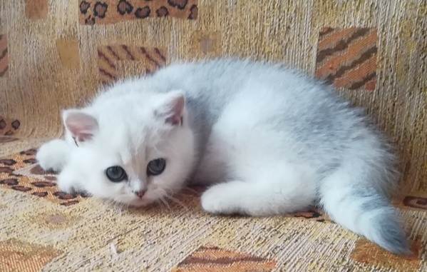 Серебристая-шиншилла-кошка-Описание-особенности-уход-и-содержание-породы-13