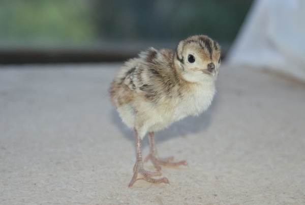 Фазан-птица-Описание-особенности-виды-образ-жизни-и-среда-обитания-фазана-15