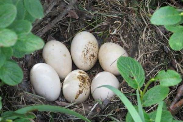 Фазан-птица-Описание-особенности-виды-образ-жизни-и-среда-обитания-фазана-16