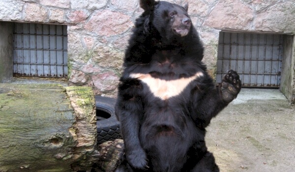 Белогрудый медведь красная книга России