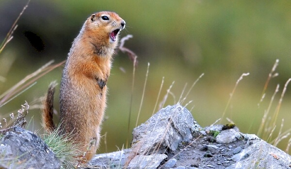 Где обитает суслик