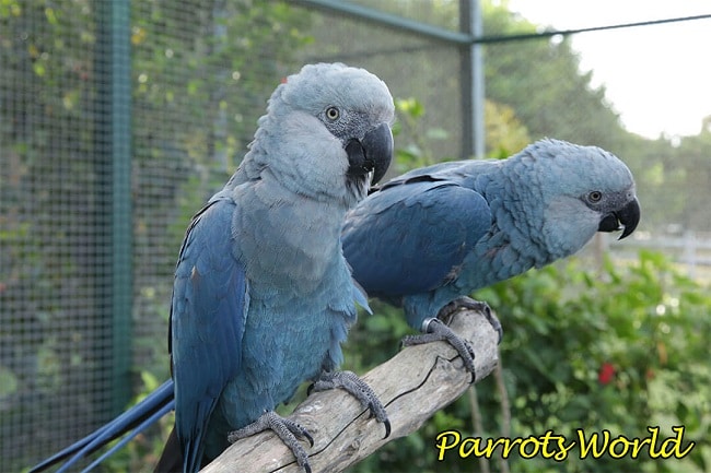 Голубой ара