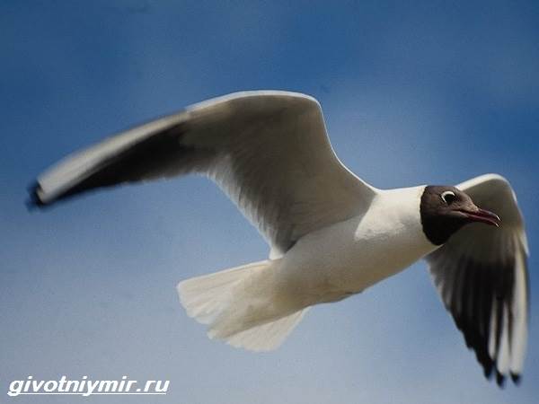 Озерная-чайка-птица-Образ-жизни-и-среда-обитания-озерной-чайки-3