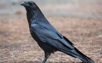 Ворон