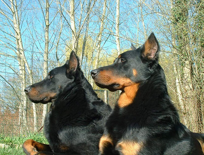 Французская овчарка 