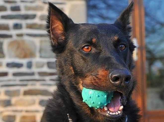 Французская овчарка 