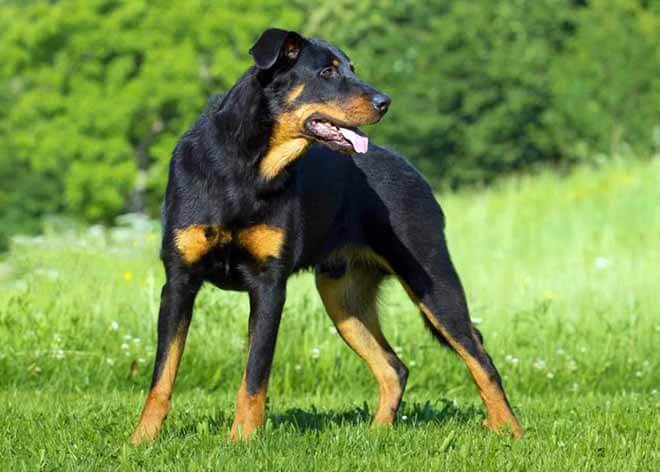 Французская овчарка 