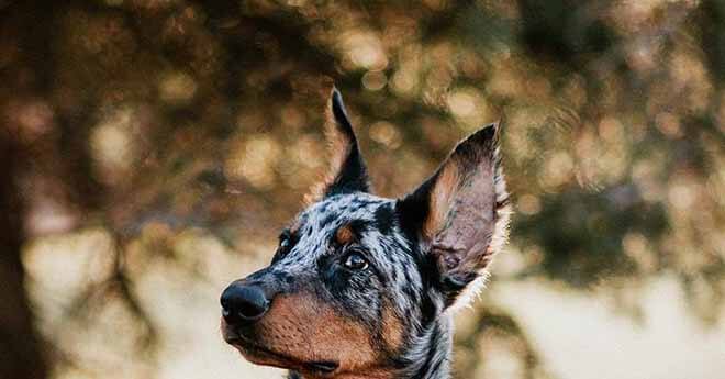 Французская овчарка 