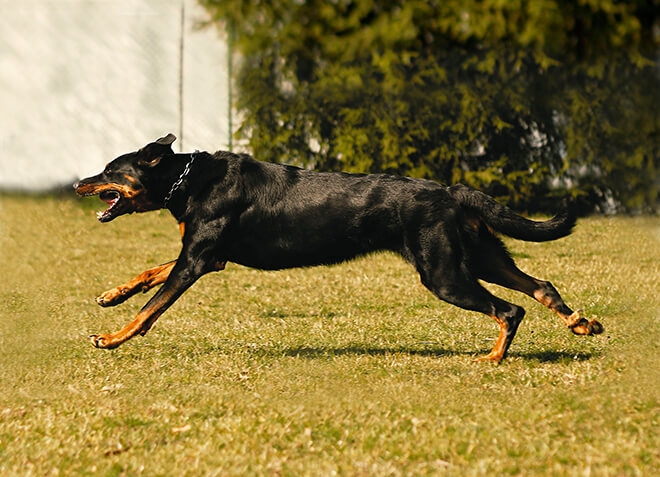 Французская овчарка 