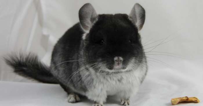 Шиншилла темный бархат