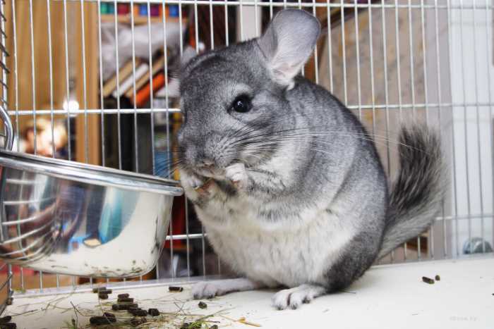 Шиншилла ест