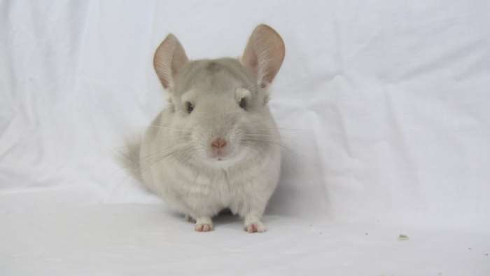 Шиншилла с «бежевым окрасом»