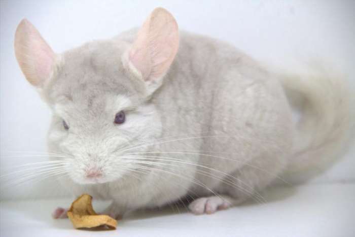 Шиншилла с гомобежевым окрасом