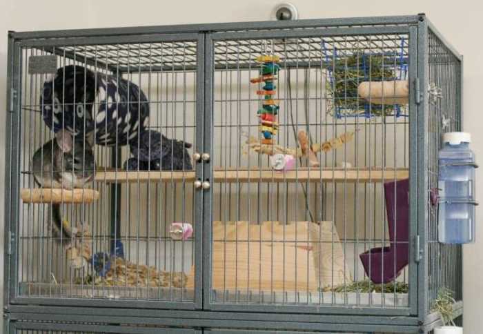 Шиншилла в клетке