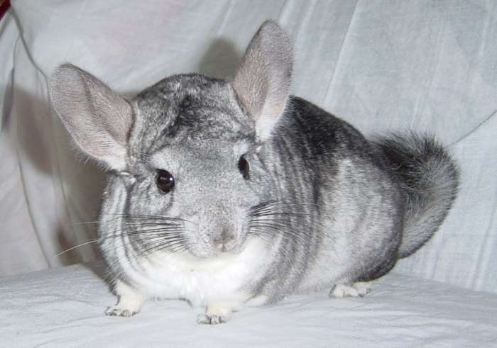 Серая шиншилла